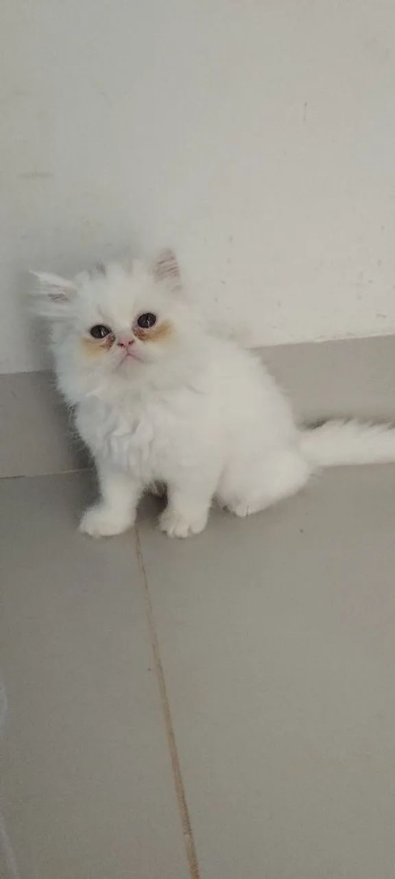 Último filhote de persa legítimo disponível (machinho) - Foto 2