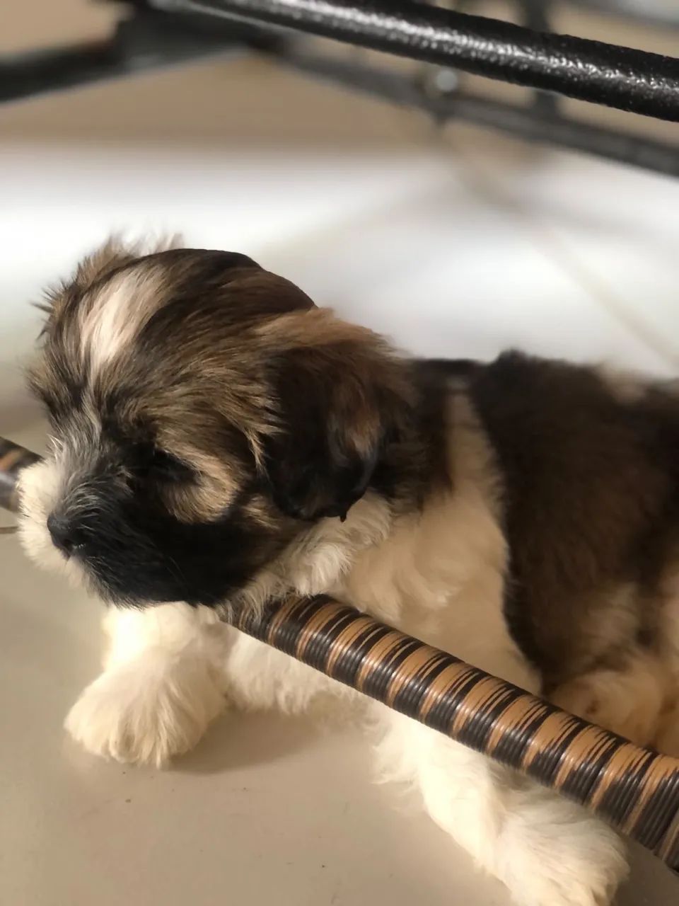 Lhasa apso  - Foto 3