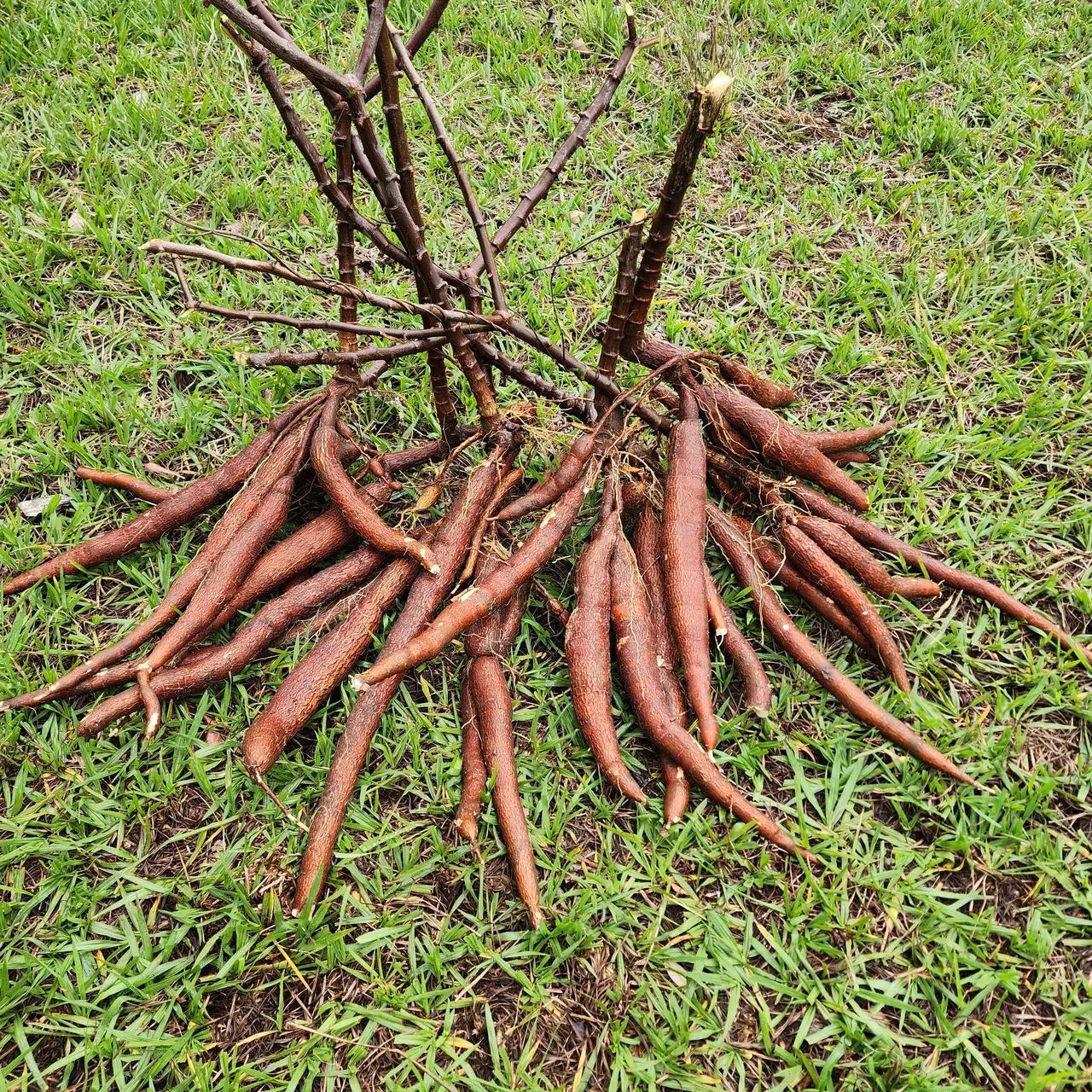 Mandioca para farinha