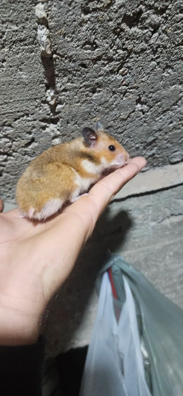 Hamsters sírios disponíveis. ? - Foto 3