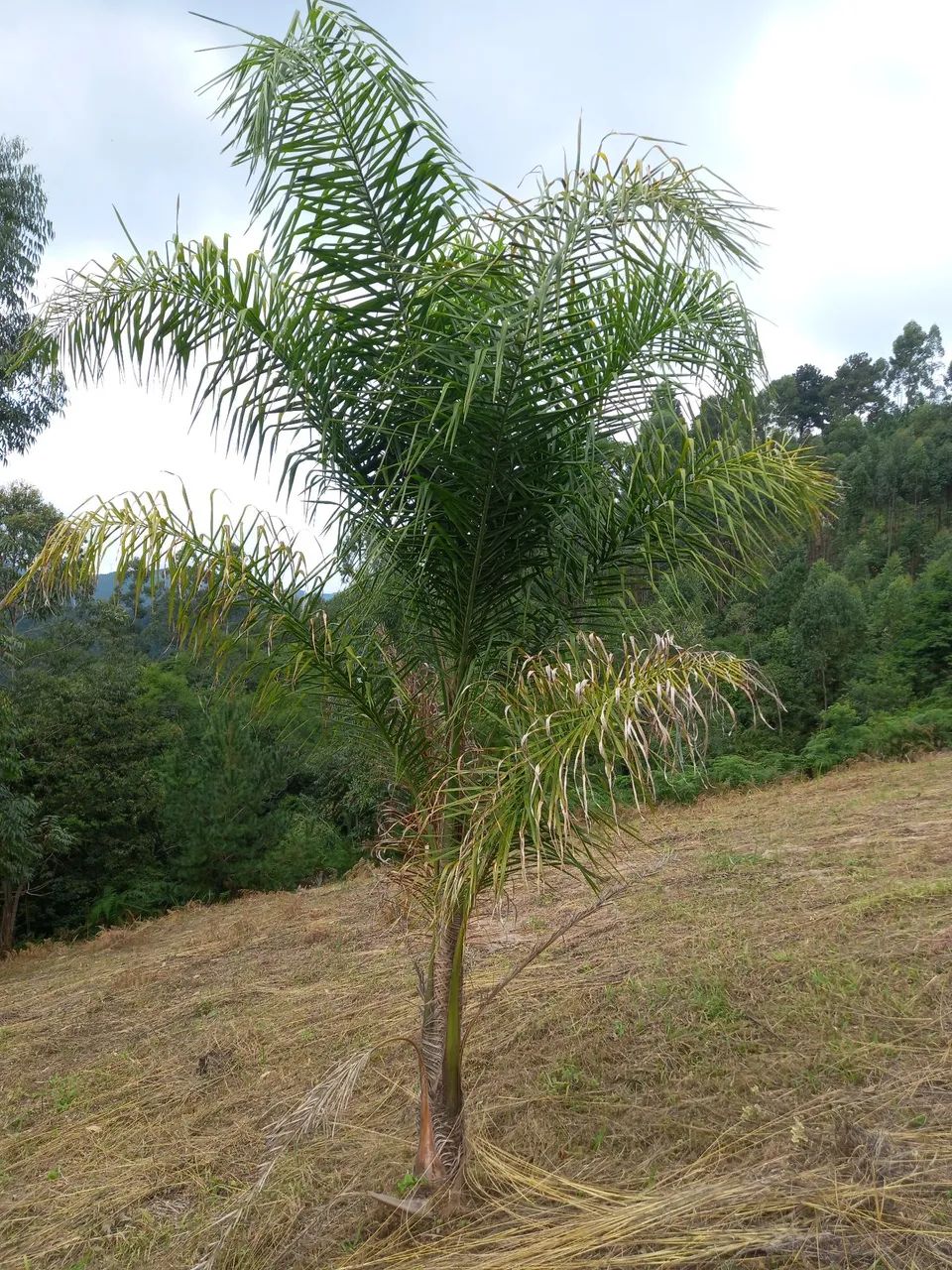 Chácara em Rio Branco do Sul  - Foto 3