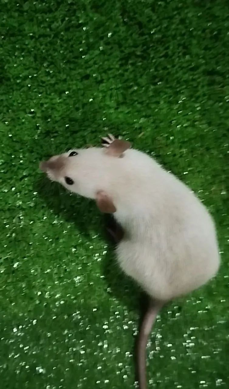 Rato Twister  - Foto 3