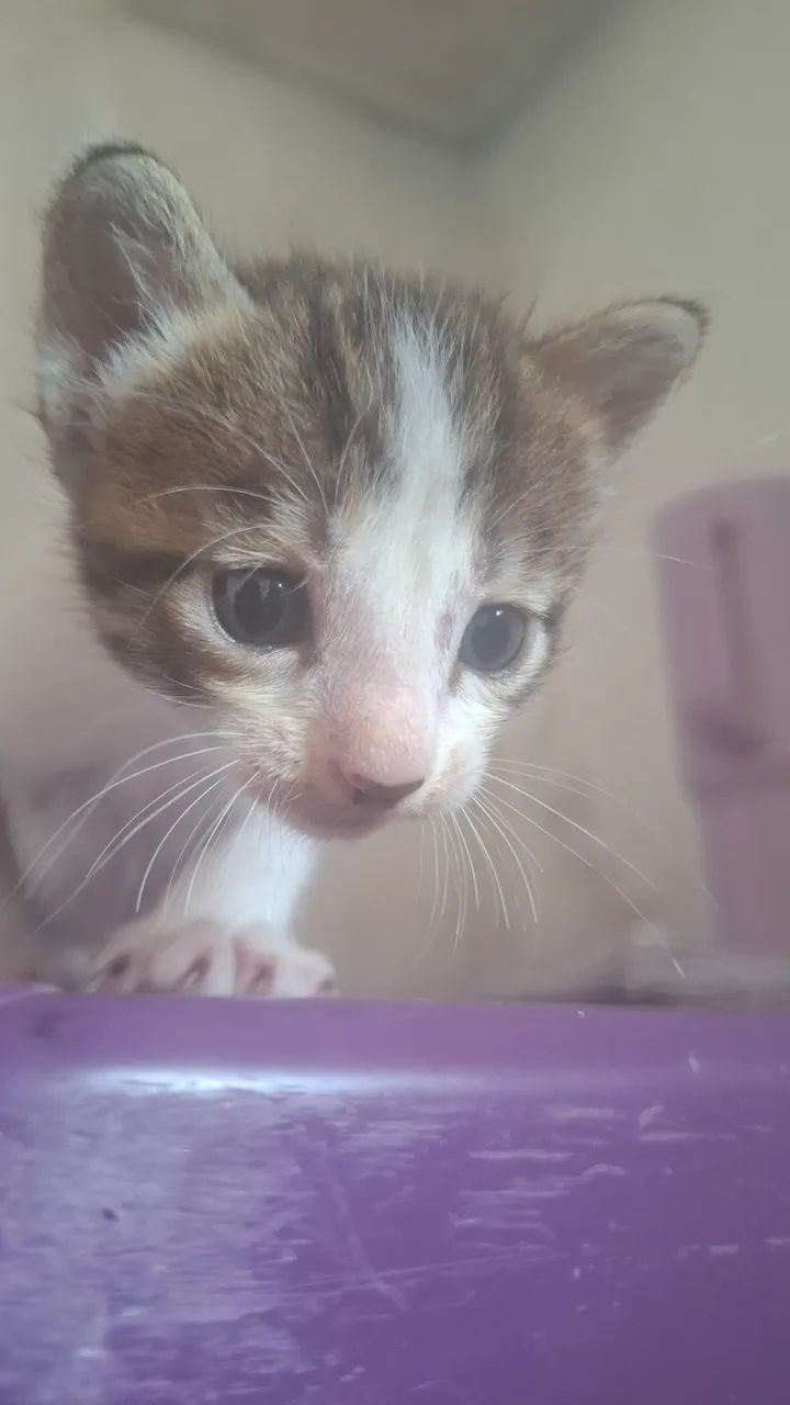 Gato - Foto 5