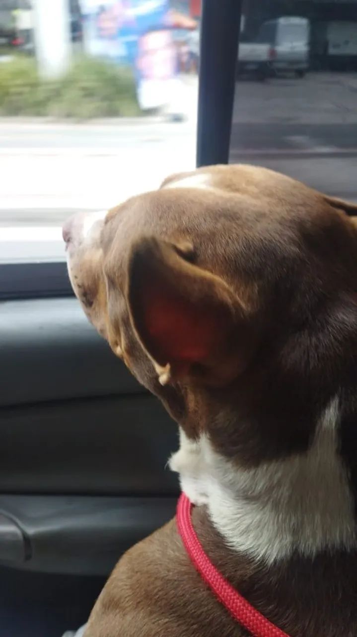 Doação Pitbull  - Foto 2