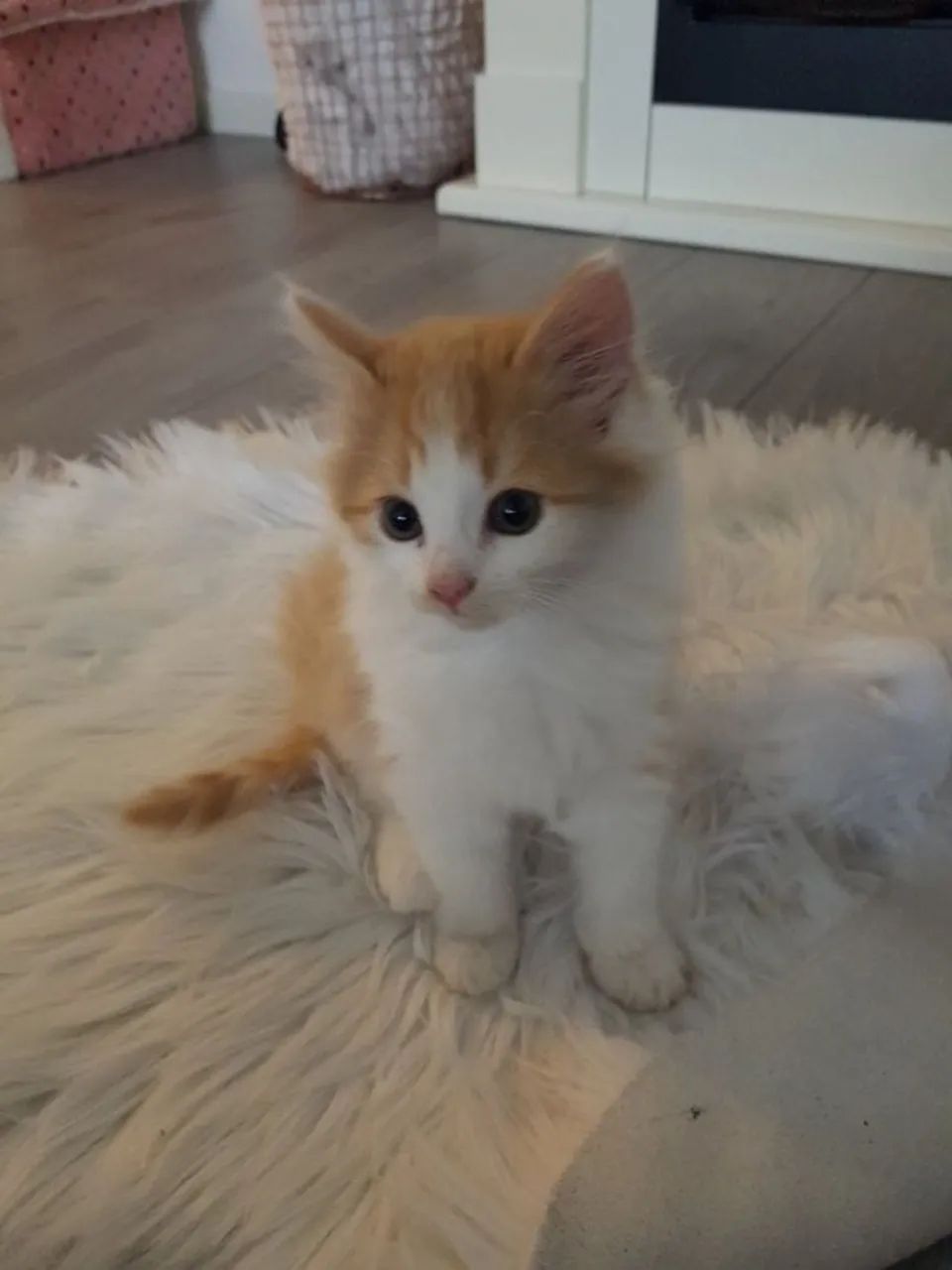 Gatinho fofinhos  - Foto 4