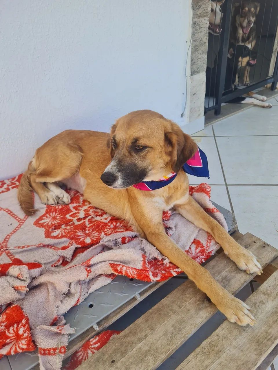 Animais de estimação - Foto 2