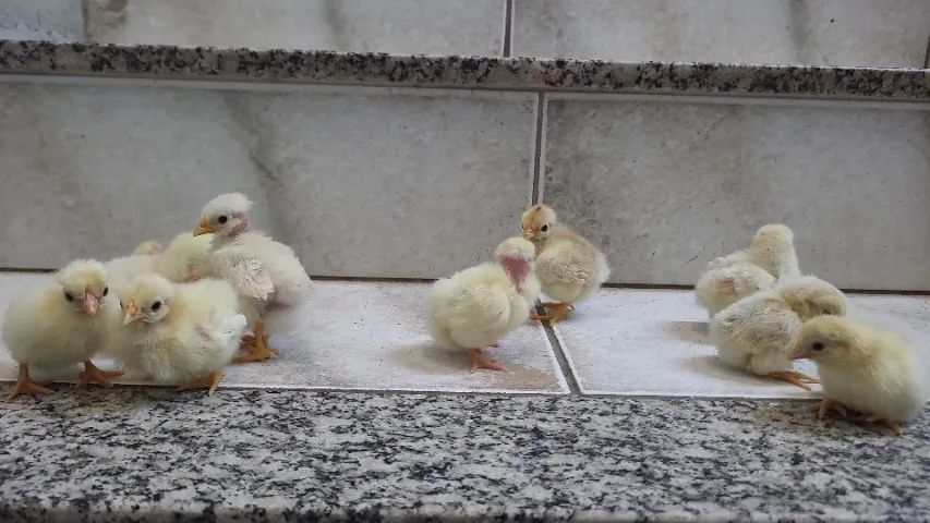 Garnise miudo polaco e normal - Foto 2