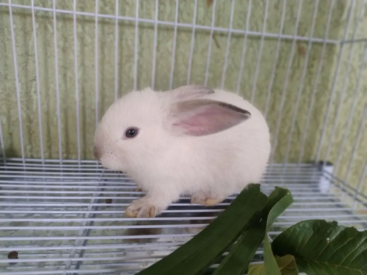 Mini Coelho 
