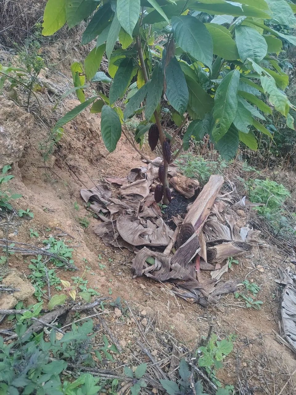 Terreno em Araguaia  - Foto 2