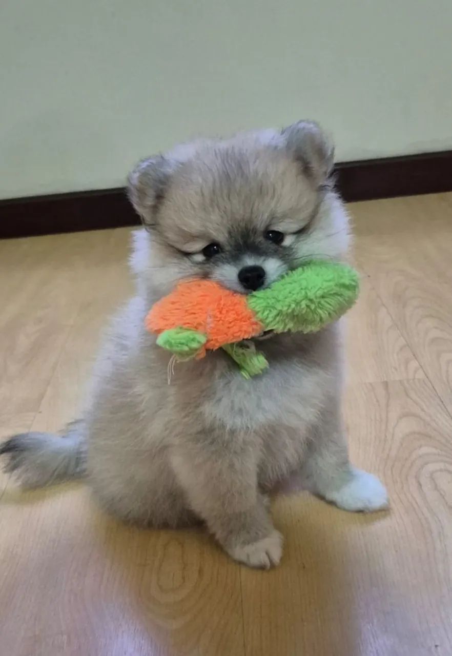 Lulu da Pomeranea (Spitz Alemão) - Foto 5