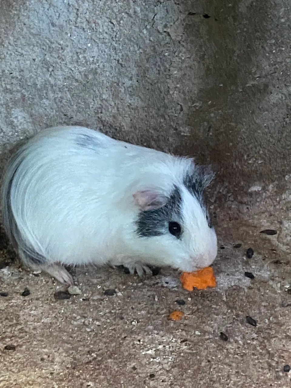 Porquinhos da Índia 