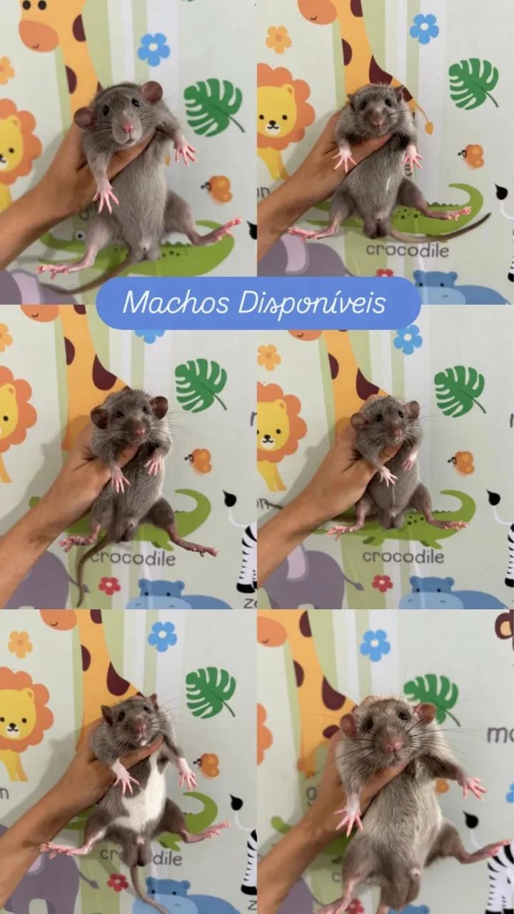 Ratinho de Laboratório