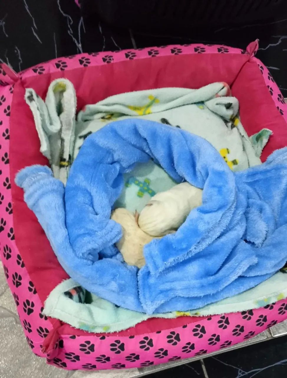 Mini cachorrinhos 
