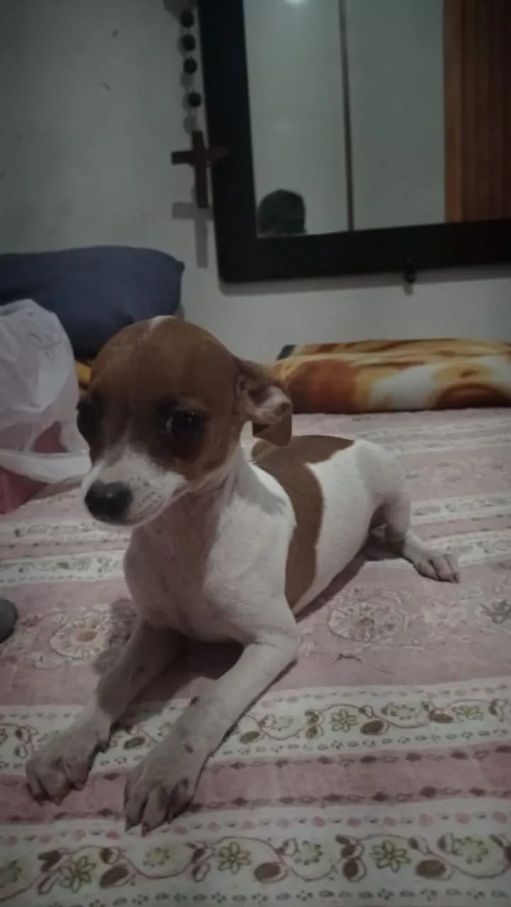 Pinscher 