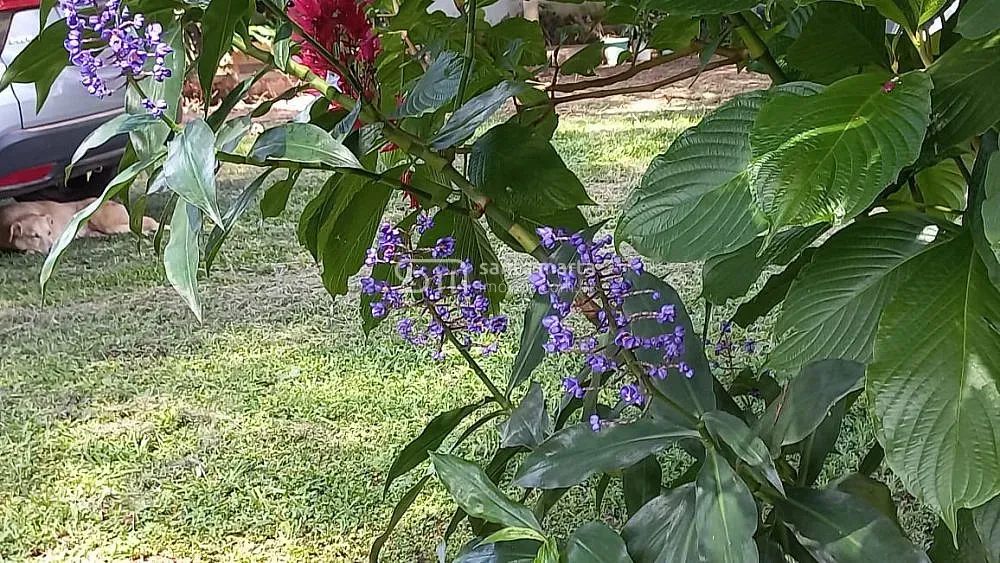 SÍTIO PLANO, COM CASA, PROXIMO À VIA DUTRA  LORENA  SP - Foto 3