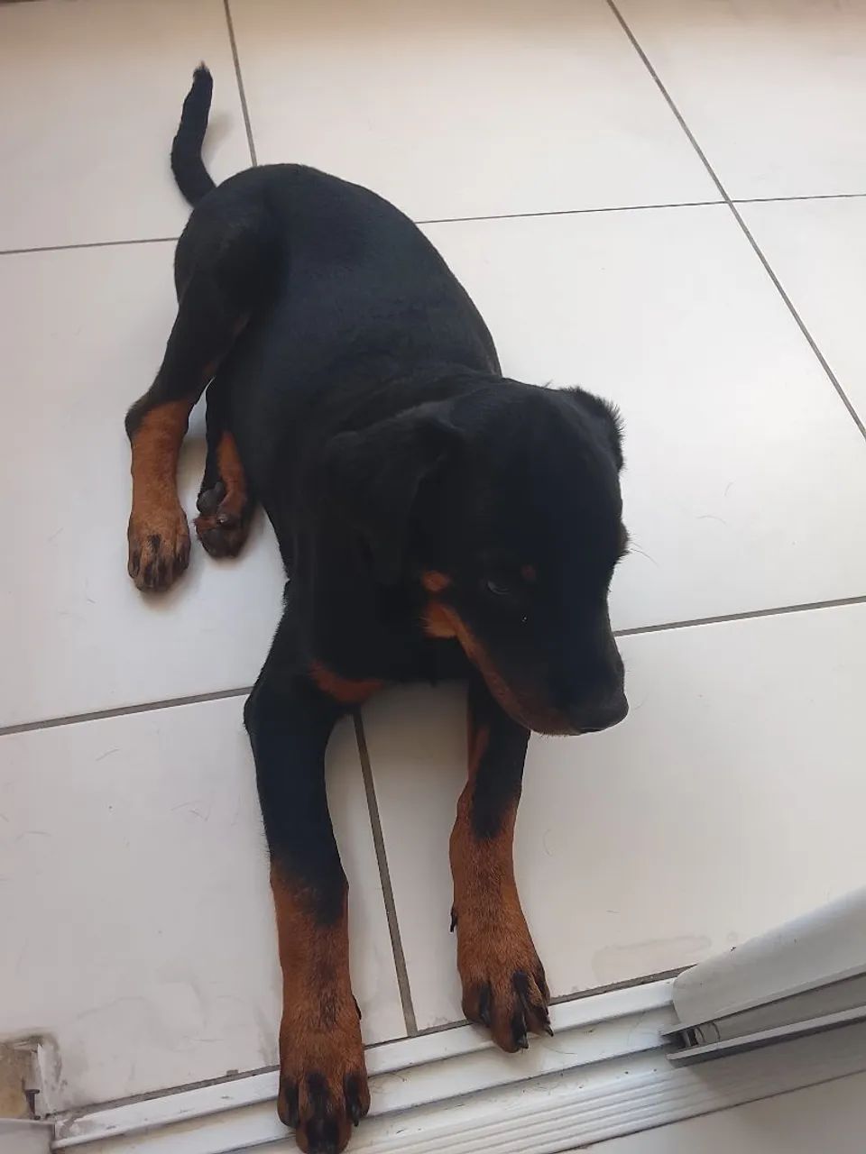 Filhote de rottweiler 