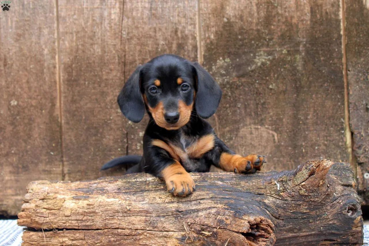 Dachshund | Entrega com total segurança 
