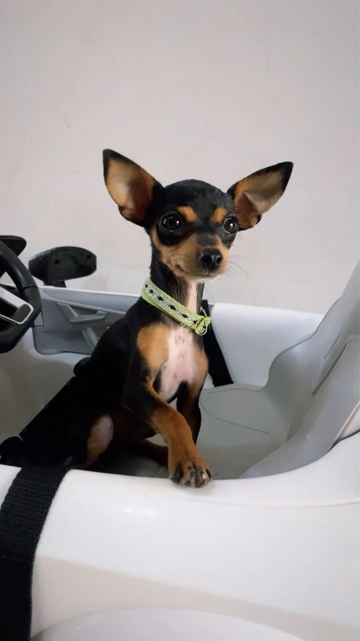 Pinscher 1 - Foto 5