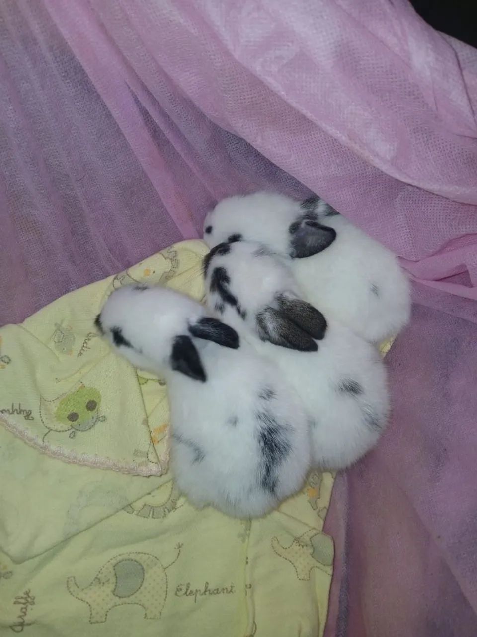Coelhinhos - Foto 4