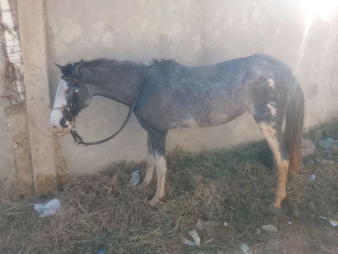 Égua 