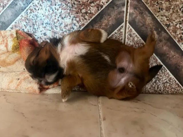 Filhotes de Shitzu Macho - Foto 2