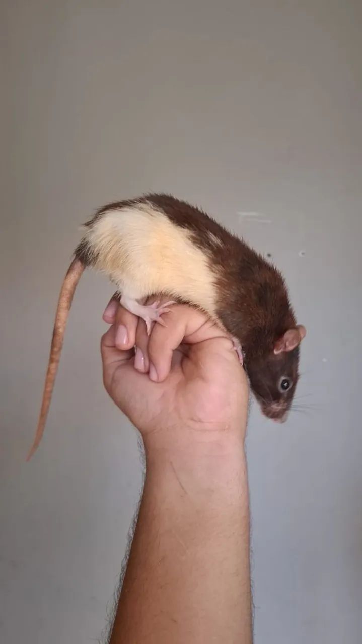 Rato petz - Foto 4