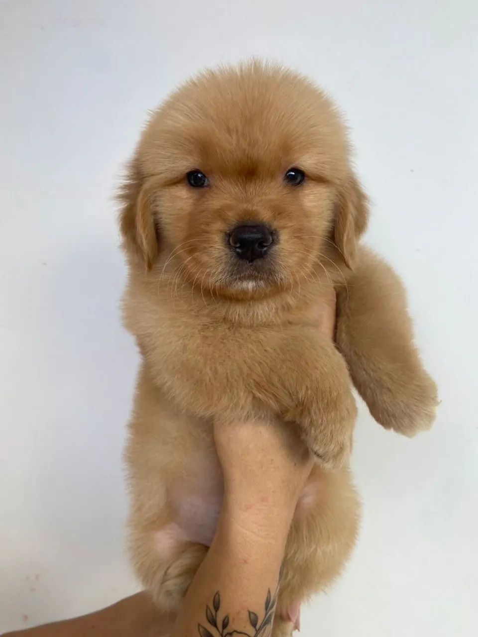 Golden retrivier 