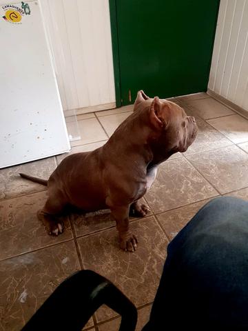Cobertura de American Bully - Foto 4
