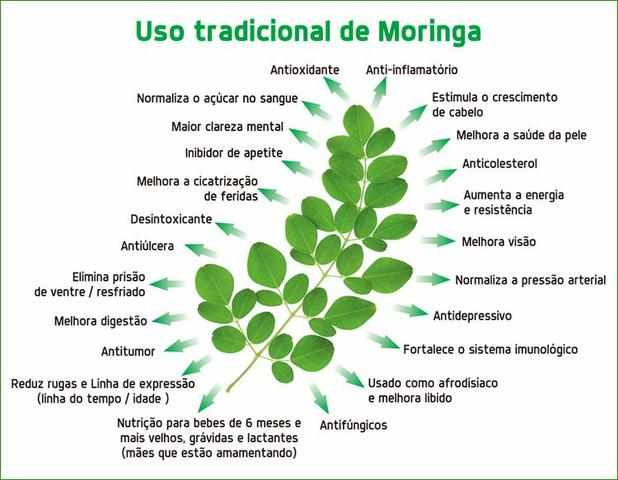 Folha de moringa
