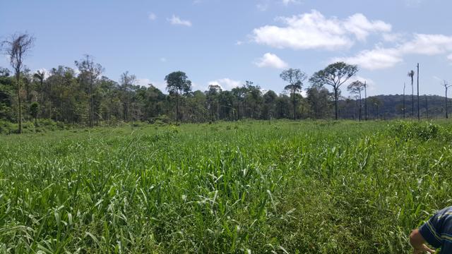 Fazenda de 560 hectares Rorainópolis/RR. ler descrição do anuncio