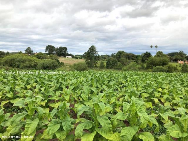 Fazenda para venda em encruzilhada do sul, interior - Foto 12