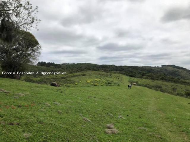 Fazenda para venda em encruzilhada do sul, interior