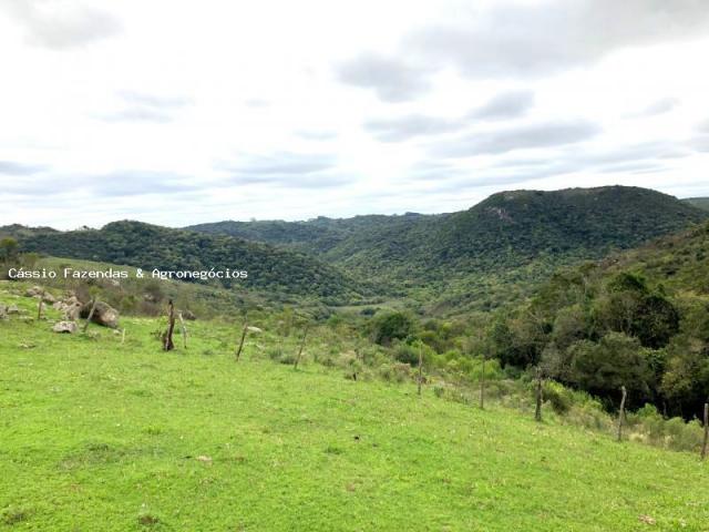 Fazenda para venda em encruzilhada do sul, interior - Foto 4