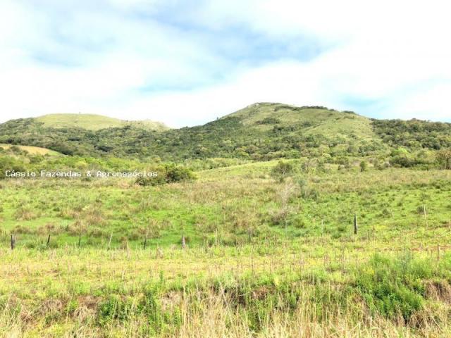 Fazenda para venda em encruzilhada do sul, interior - Foto 8