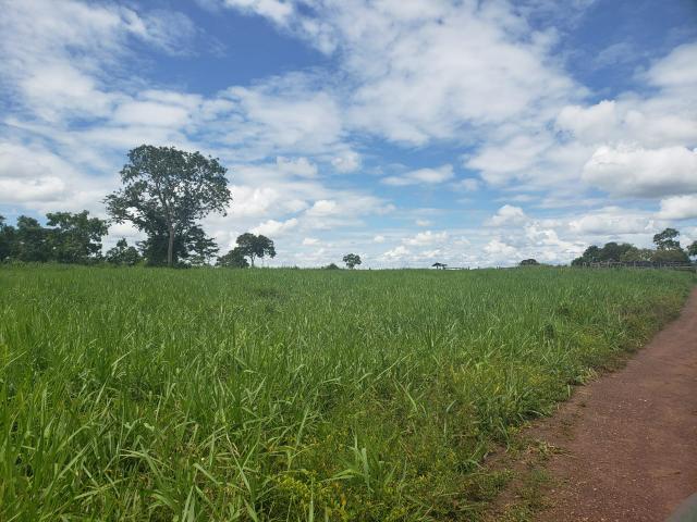 Fazenda 1.240 hectares á venda em jangada