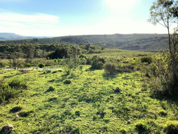 Fazenda para venda em encruzilhada do sul, interior - Foto 7