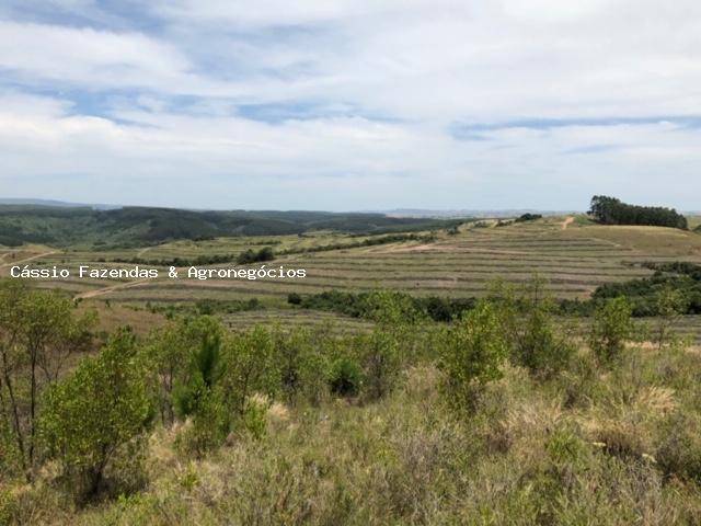 Fazenda para venda em encruzilhada do sul, interior - Foto 10