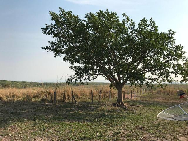 Fazenda 300,hectares - Foto 4