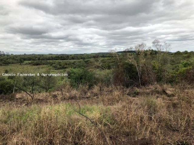 Fazenda para venda em encruzilhada do sul, interior - Foto 5