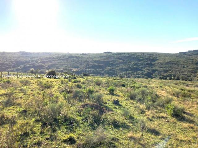 Fazenda para venda em encruzilhada do sul, interior - Foto 5