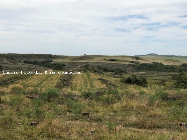Fazenda para venda em encruzilhada do sul, interior - Foto 7