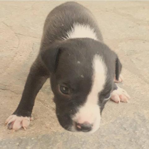 Filhotes de American Bully com Pitbull Red Nose