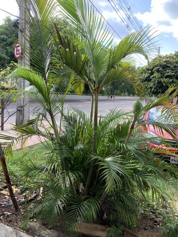 Vendo um pé de palmeira R$100,00