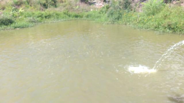 Excelente propriedade em Chã Grande, com 7 hectares