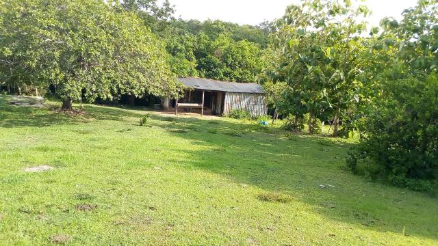 Fazenda 1450 hectare - Foto 6
