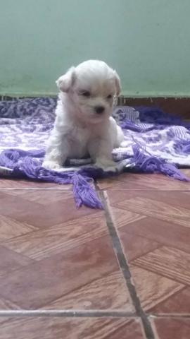 Poodle