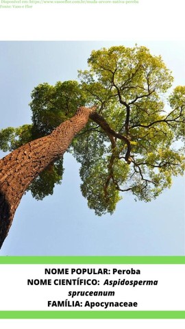 Mudas de Peroba Aspidosperma polyneuron Saboneteira Sapindus saponaria e Ingá Inga edulis