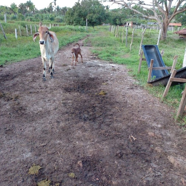 Fazenda de 96 ha em Miranda do Norte - Foto 2