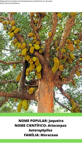 Mudas Oiti Licania tomentosa Jaqueira Artocarpus  heterophyllus Pau Brasil (Paubrasilia...