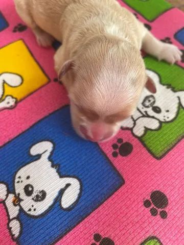 Filhotes de maltês e poodle - Foto 3